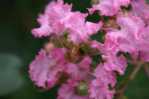 サルスベリ・猿滑り　クローズアップ サルスベリ,花木,夏の写真素材