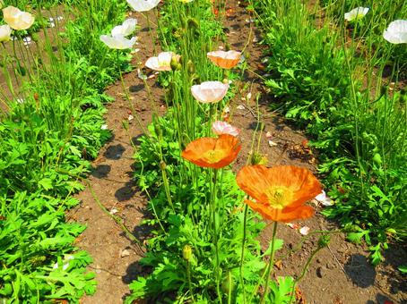 花畑 花畑の写真
