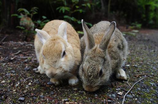 こちらを向く二匹のウサギ うさぎ,日本,動物の写真素材