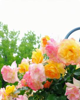カラフルに咲く薔薇 カラフル,薔薇,フラワーフェンスの写真素材