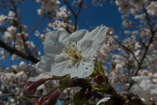 満開の白い桜のクローズアップ 満開の白い桜のクローズアップの写真