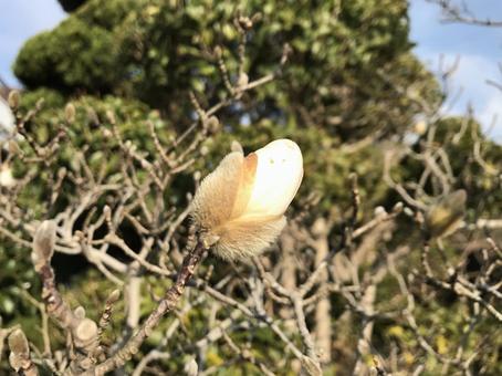 春がくる 春がくるの写真