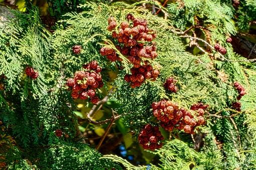 ヒノキの実 檜,実,果実の写真素材