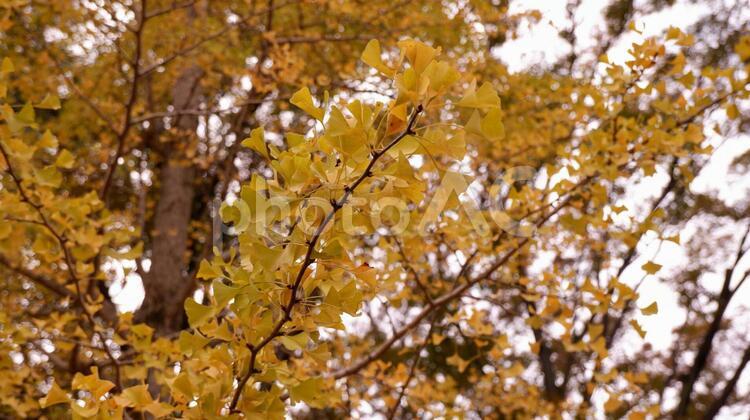 代々木公園のイチョウ 紅葉,イチョウ,黄葉の写真素材