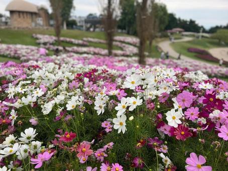 flower bed, JPG flower bed, JPG
