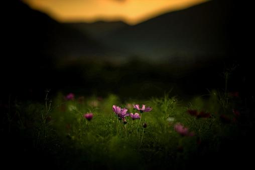 <素材>夕暮れのコスモス畑の風景 <素材>夕暮れのコスモス畑の風景 コスモス,コスモス畑,サンセットの写真素材