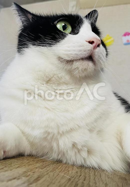 見つめるはちわれ 猫,かわいい,モフモフの写真素材