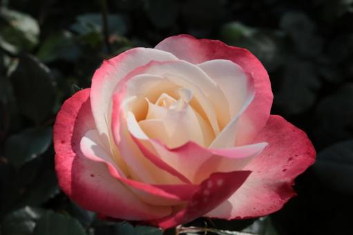 バラ園にて綺麗な薔薇を撮りました バラ園にて綺麗な薔薇を撮りました 花,薔薇,自然の写真素材