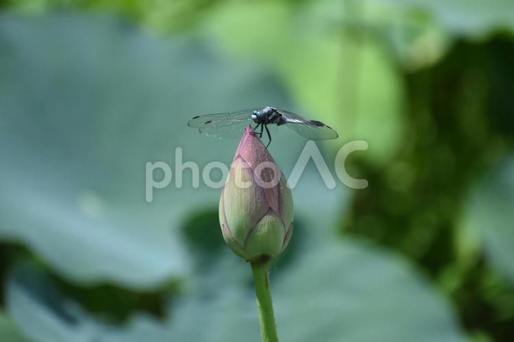 大賀ハスの蕾にとまるシオカラトンボ ハス,蓮,古代蓮の写真素材