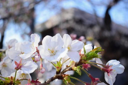 桜 桜の写真