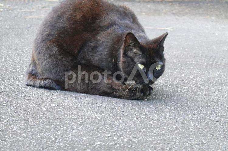 後ろ足を舐める黒猫 ネコ,のらねこ,動物の写真素材