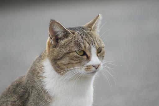 ねこ ねこの写真