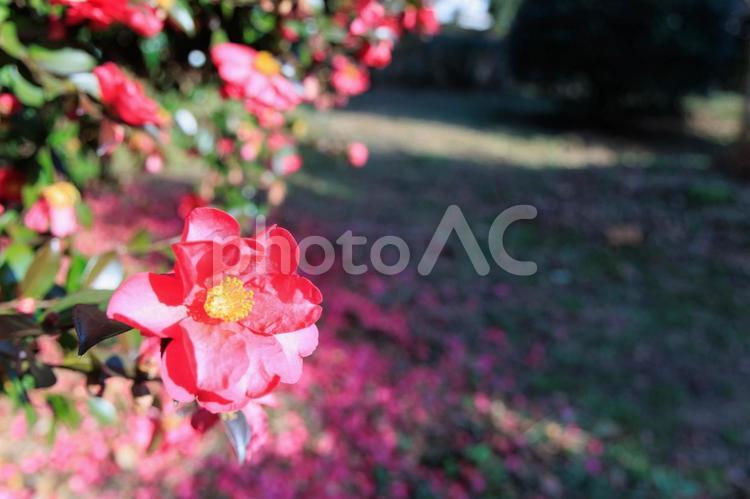 冬に咲く椿と背景に椿の散った花びら 椿,花,植物の写真素材