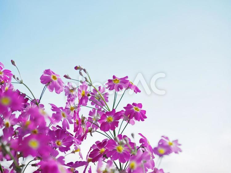 花のある風景 サクラソウ,桜草,花の写真素材