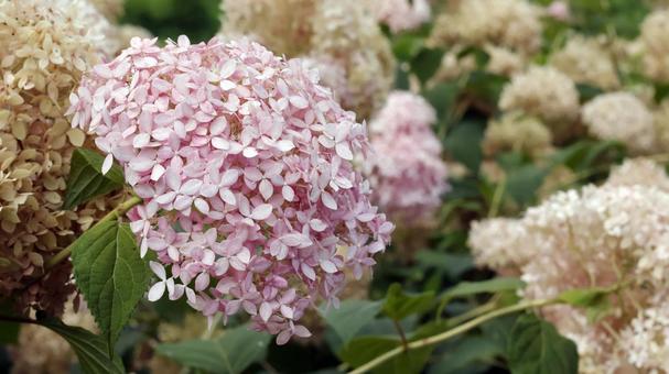 紫陽花(あじさい) 紫陽花(あじさい)の写真