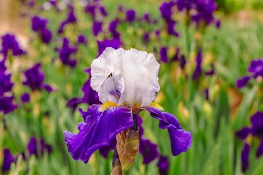ジャーマンアイリス2ー1 ジャーマンアイリス,屋外,風景の写真素材