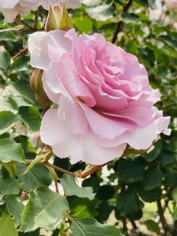 ピンクのバラ 花 ピンクのバラ 花の写真