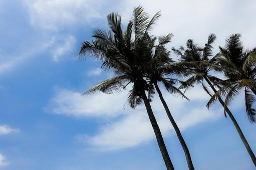 青い空と雲とヤシの木のシルエット ヤシの木,ヤシ,シルエットの写真素材