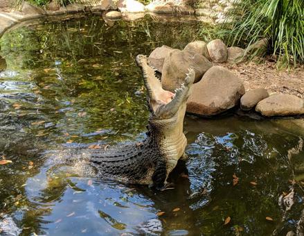 口を開けたワニ 口を開けたワニ ワニ,口,口を開けたの写真素材
