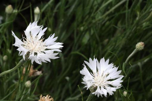 ヤグルマギク ヤグルマギクの写真