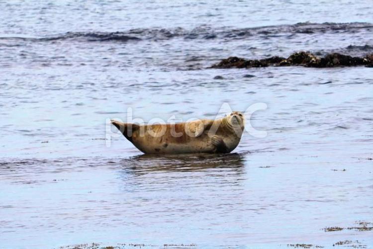野生のアザラシ アザラシ,ゴマフアザラシ,海の写真素材