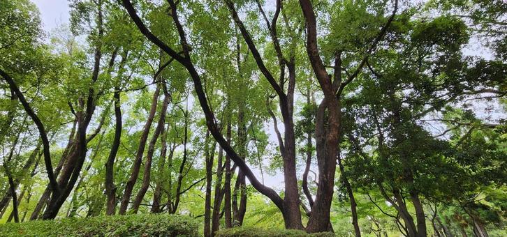 大阪市立長居公園の樹々 大阪市立長居公園の樹々 大阪市立長居公園,木,樹木の写真素材