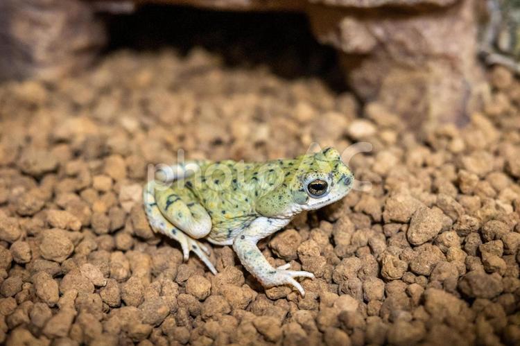 テキサスミドリヒキガエル テキサスミドリヒキガエル,ヒキガエル,カエルの写真素材