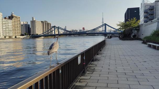 アオサギと隅田川 アオサギと隅田川の写真