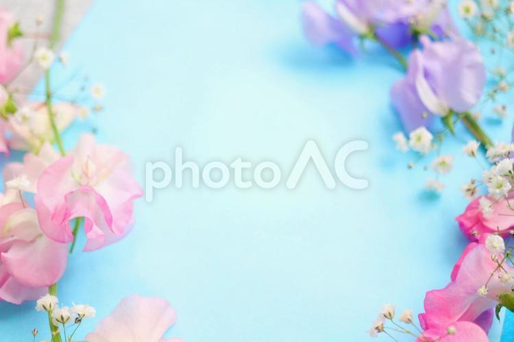 かすみ草とスイートピーのフレーム背景4 花,春,壁紙の写真素材