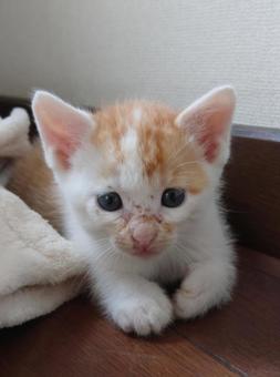 チャシロの子猫 チャシロの子猫の写真