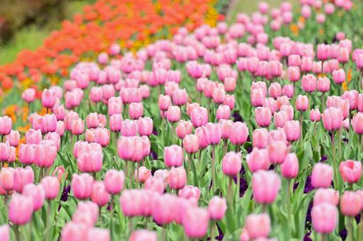 色とりどりのチューリップ 色とりどりのチューリップの写真