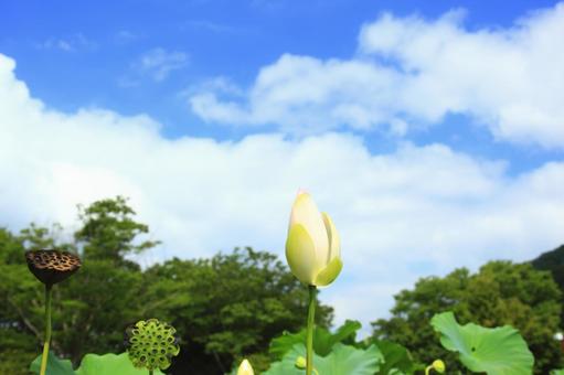 蓮の蕾 蓮の蕾の写真
