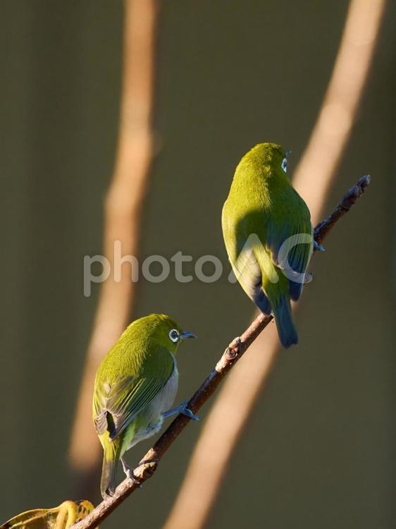 メジロが二羽　後ろ向きの背中 メジロ,野鳥,目白の写真素材
