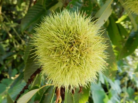 【植物写真】イガグリ(毬栗) 【植物写真】イガグリ(毬栗)の写真