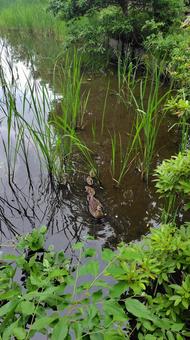 Photo, cargamo, duck, bird, 