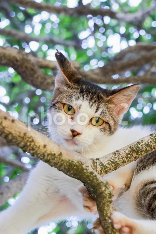 木の上から見つめる猫 猫,動物,かわいいの写真素材