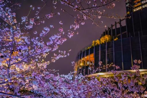 六本木の桜とビル 桜,夜桜,ライトアップの写真素材