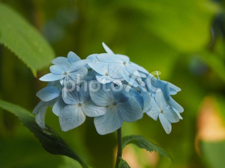 梅雨の花　水色の紫陽花③ アジサイ,あじさい,紫陽花の写真素材