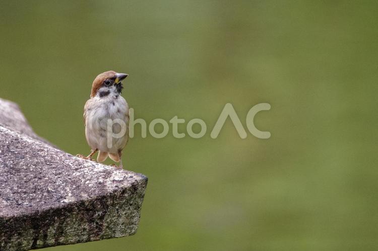すずめがとまる すずめ,鳥,野鳥の写真素材