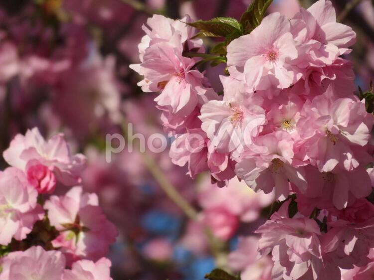 八重桜 3月,4月,お花見の写真素材