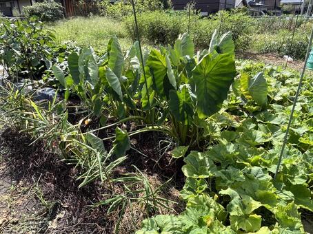 畑 畑,さといも,野菜の写真素材