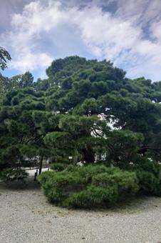 京都府-醍醐寺-大玄関前の松 京都府-醍醐寺-大玄関前の松の写真