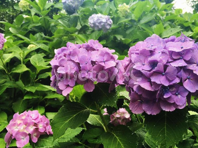 雨雫に濡れる紫陽花　あじさい　梅雨 あじさい,紫陽花,花の写真素材