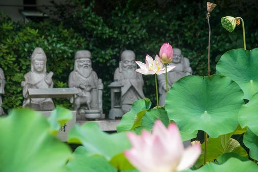 行願寺の蓮花 行願寺の蓮花の写真