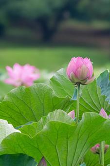 八坂公園の蓮池 八坂公園の蓮池の写真