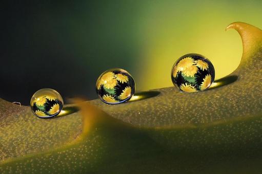 黄色いしずく 黄色いしずく 雫,花,水玉の写真素材