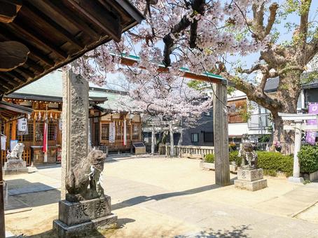 大阪の生野八坂神社の桜 景色,風景,桜の写真素材