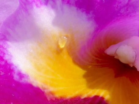 温室に展示されたカトレアの花・拡大 カトレア,花,植物の写真素材