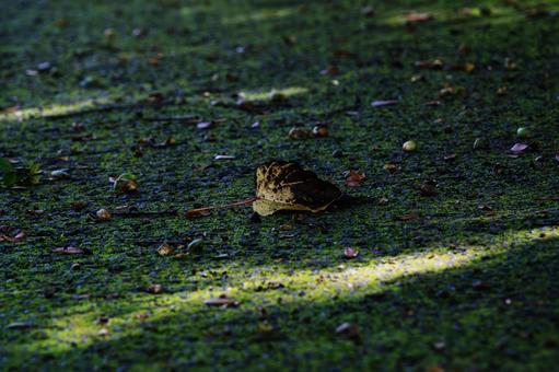 落葉 落葉,枯葉,葉の写真素材