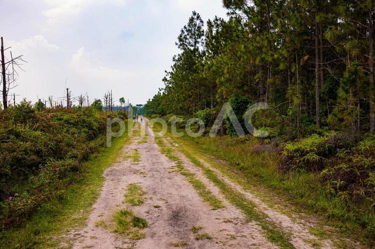 田舎道(タイ) 自然,森,風景の写真素材